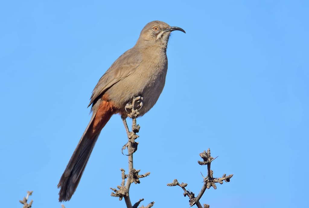 Crissal Thrasher