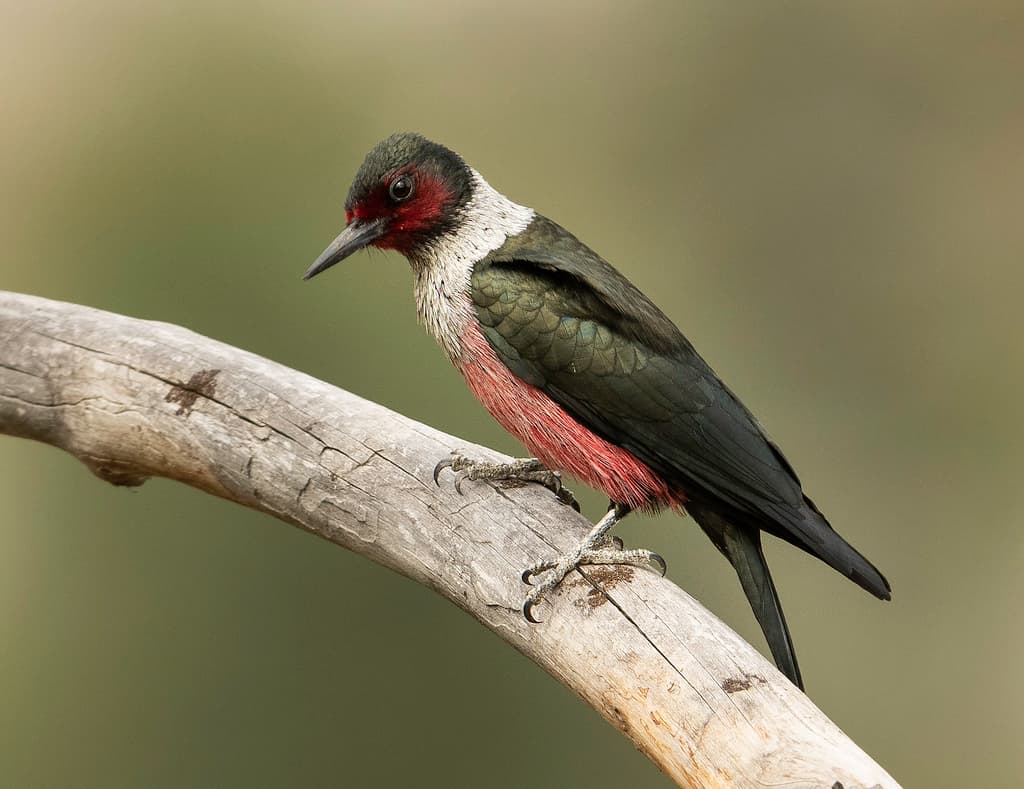 Lewis's Woodpecker