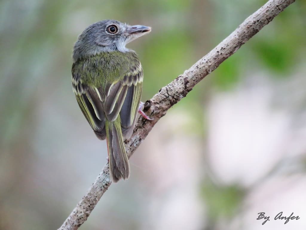 Northern Bentbill
