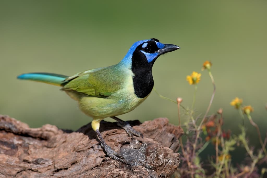 Green Jay