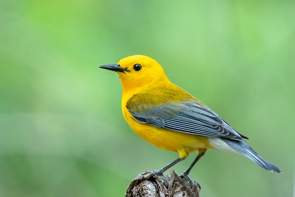 Prothonotary Warbler