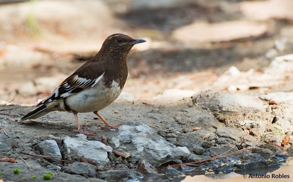 Aztec Thrush