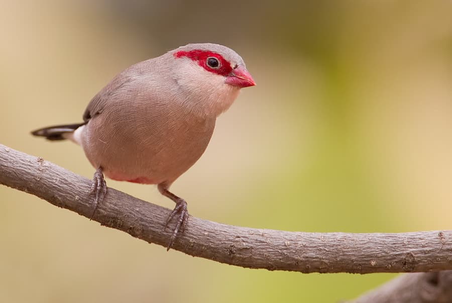 Black-rumped Waxbill