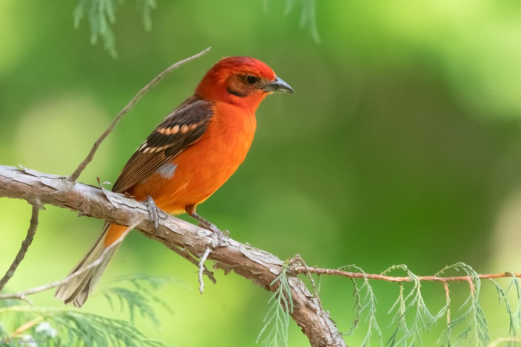 Flame-colored Tanager