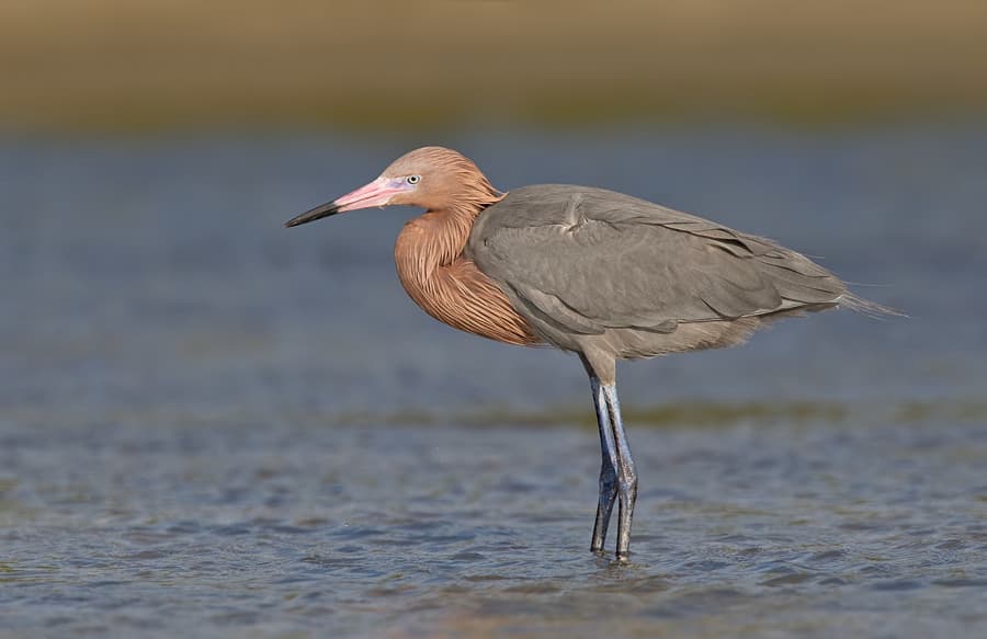 Reddish Egret