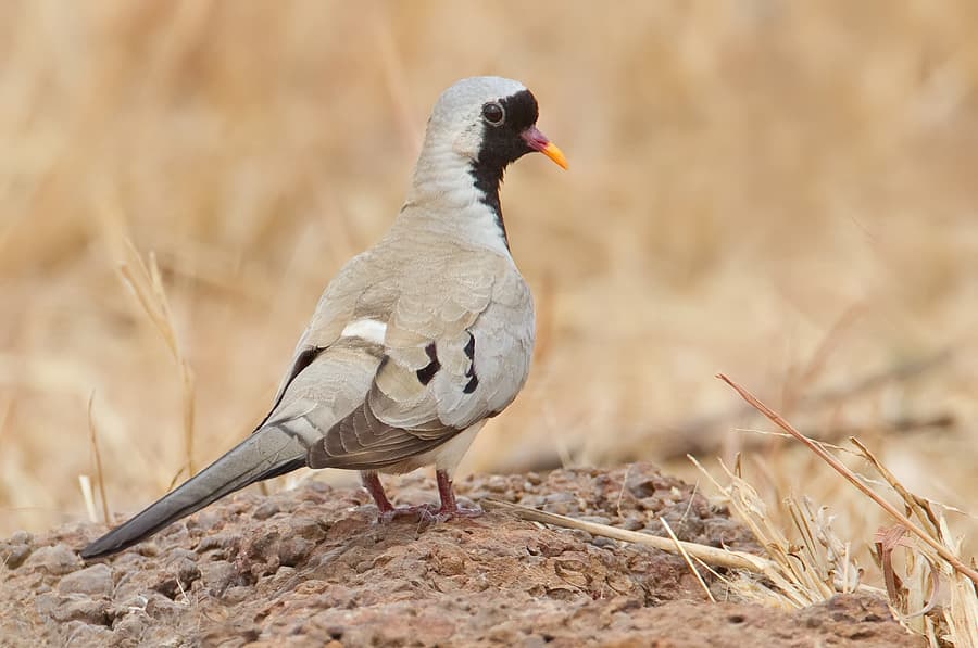 Namaqua Dove