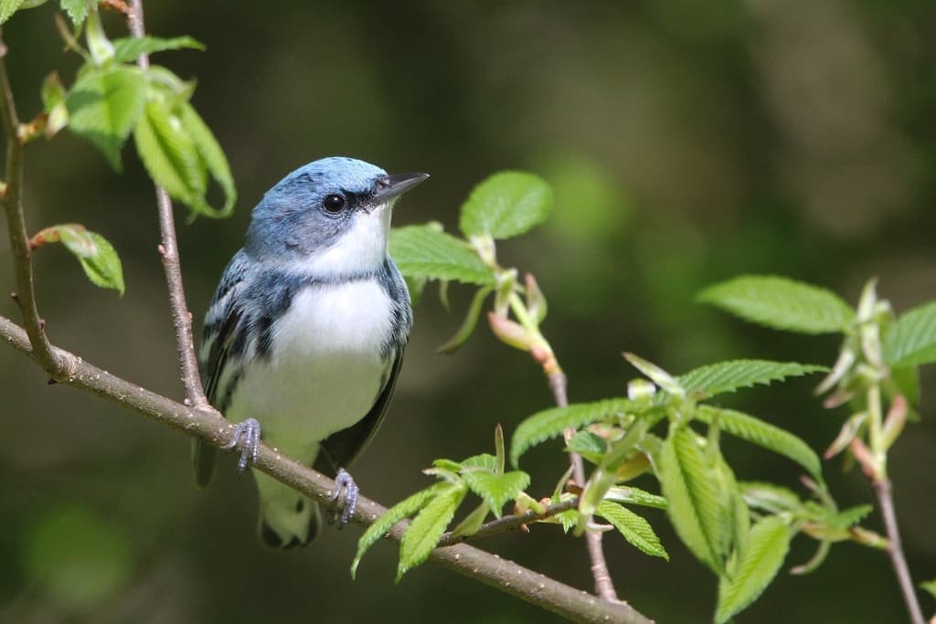 Cerulean Warbler