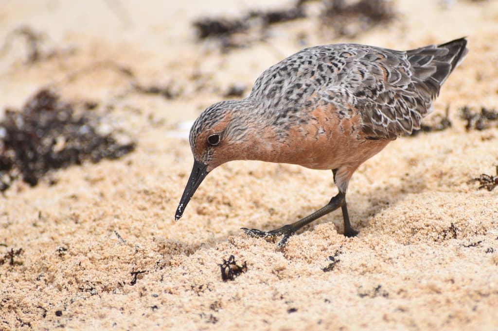 Red Knot