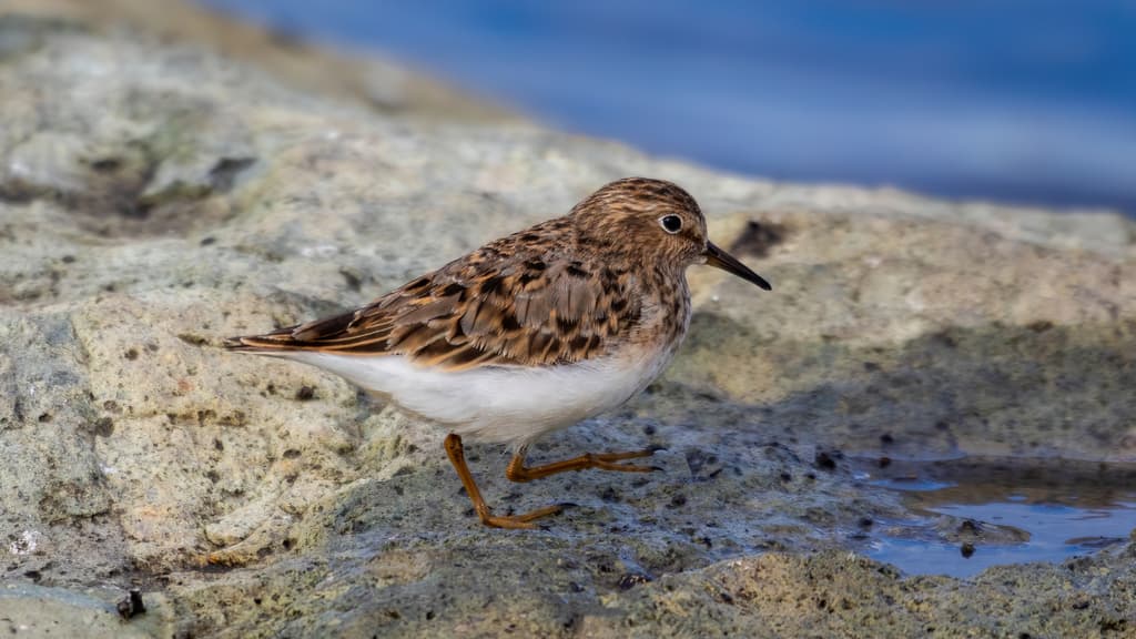 Temminck's Stint