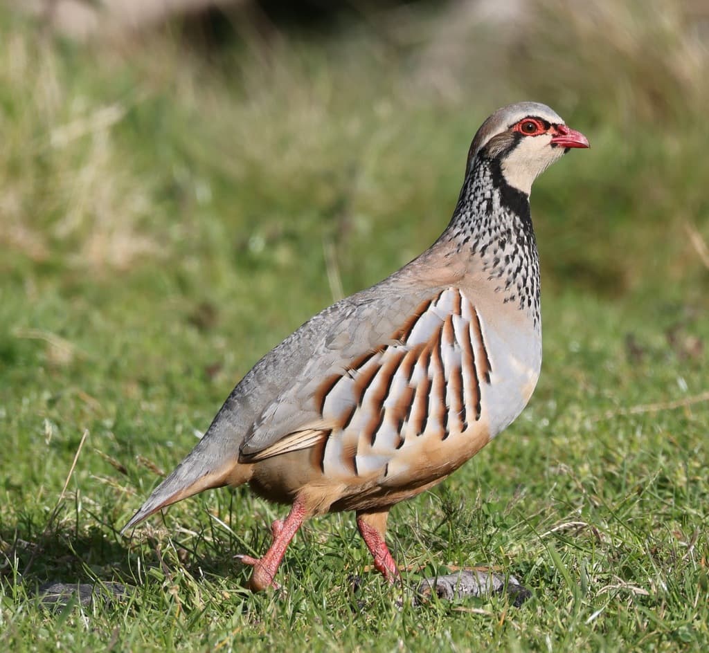 Red-legged Partridge