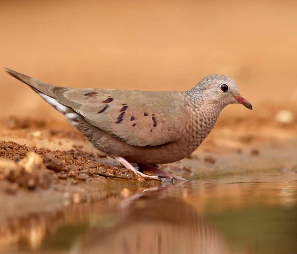 Common Ground Dove