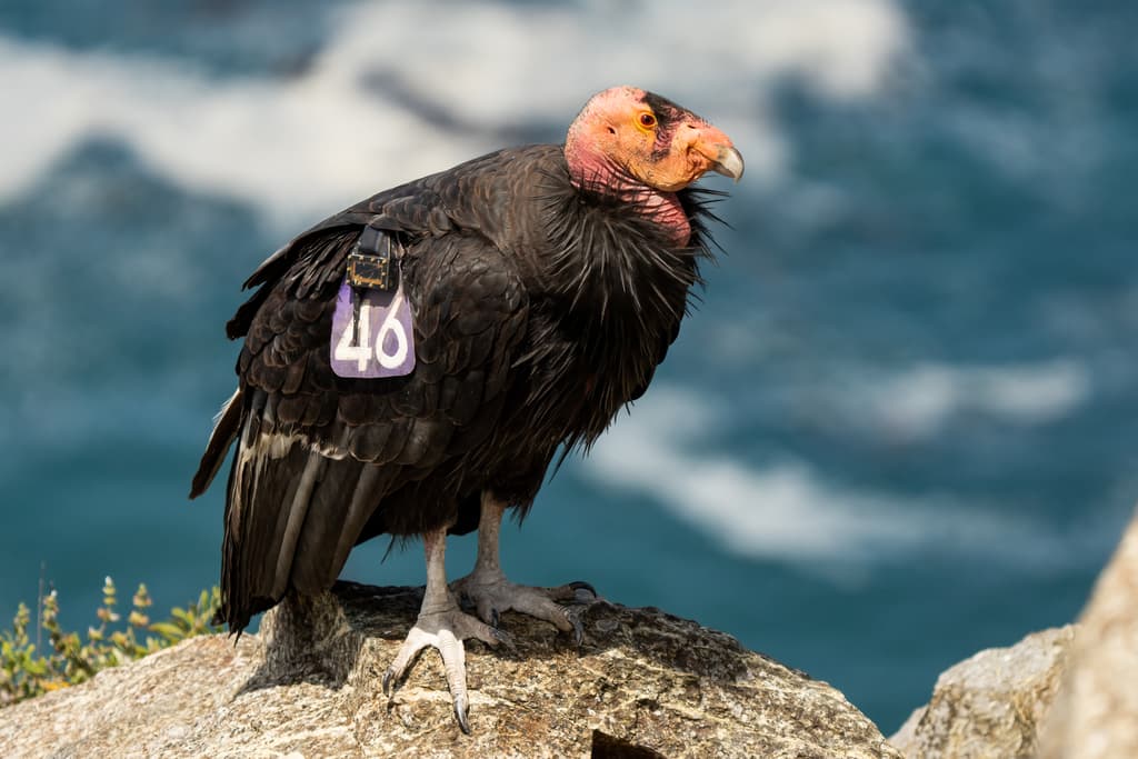 California Condor