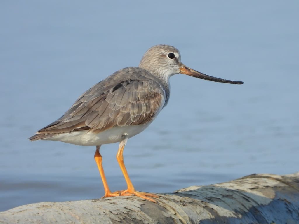 Terek Sandpiper