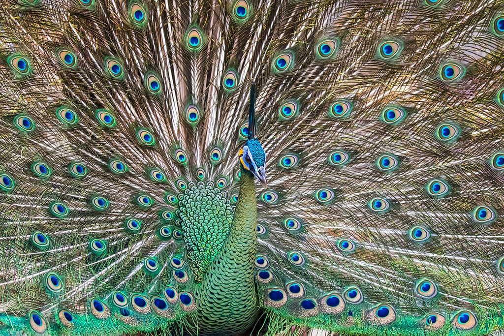 Green Peafowl