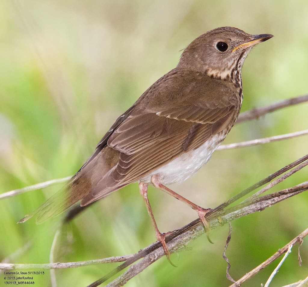 Gray-cheeked Thrush