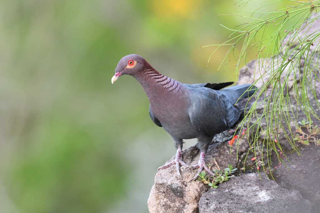 Scaly-naped Pigeon