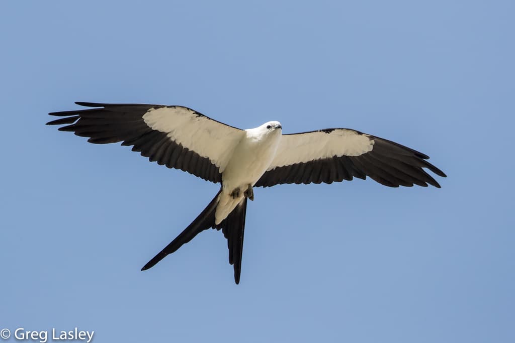 Swallow-tailed Kite