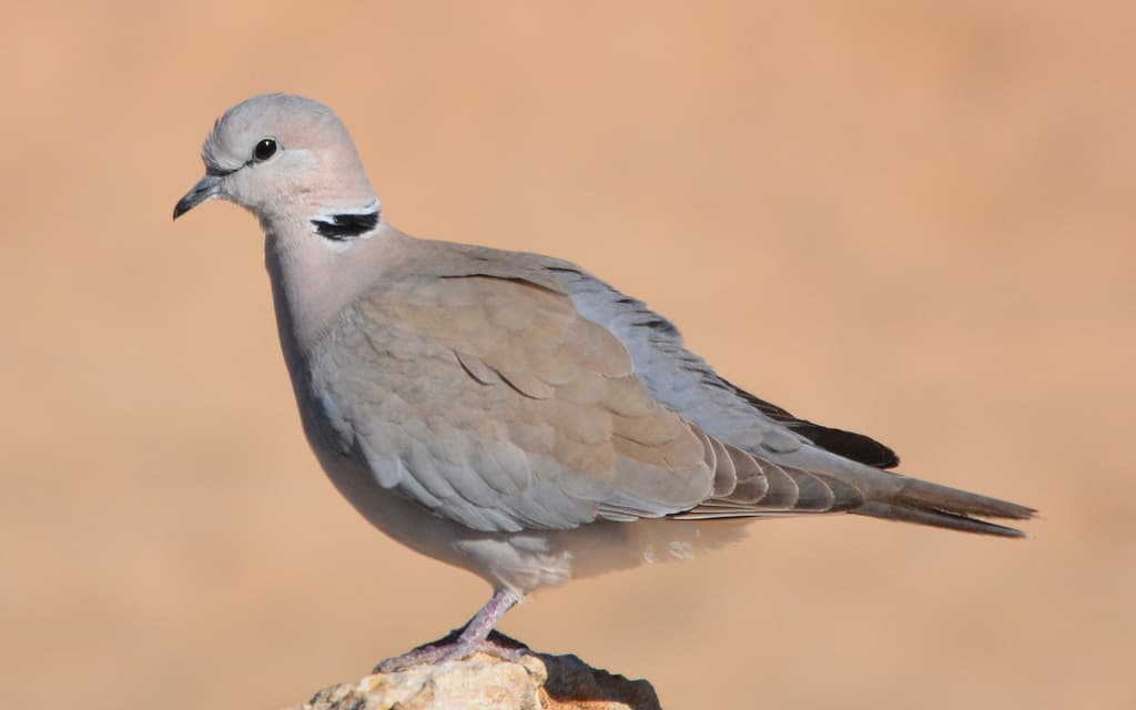 Ring-necked Dove