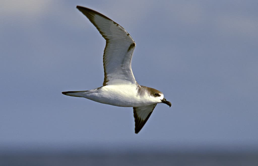 Juan Fernandez Petrel