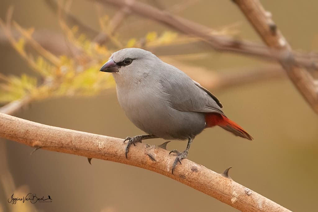 Lavender Waxbill