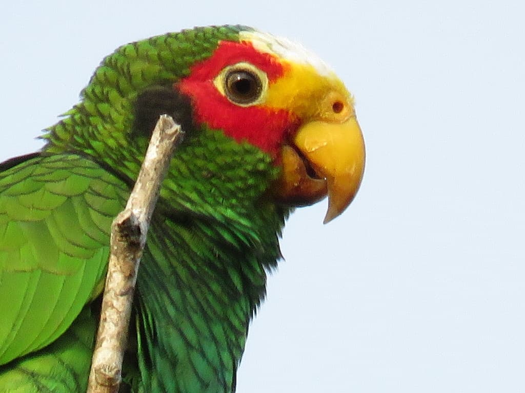 Yellow-lored Amazon