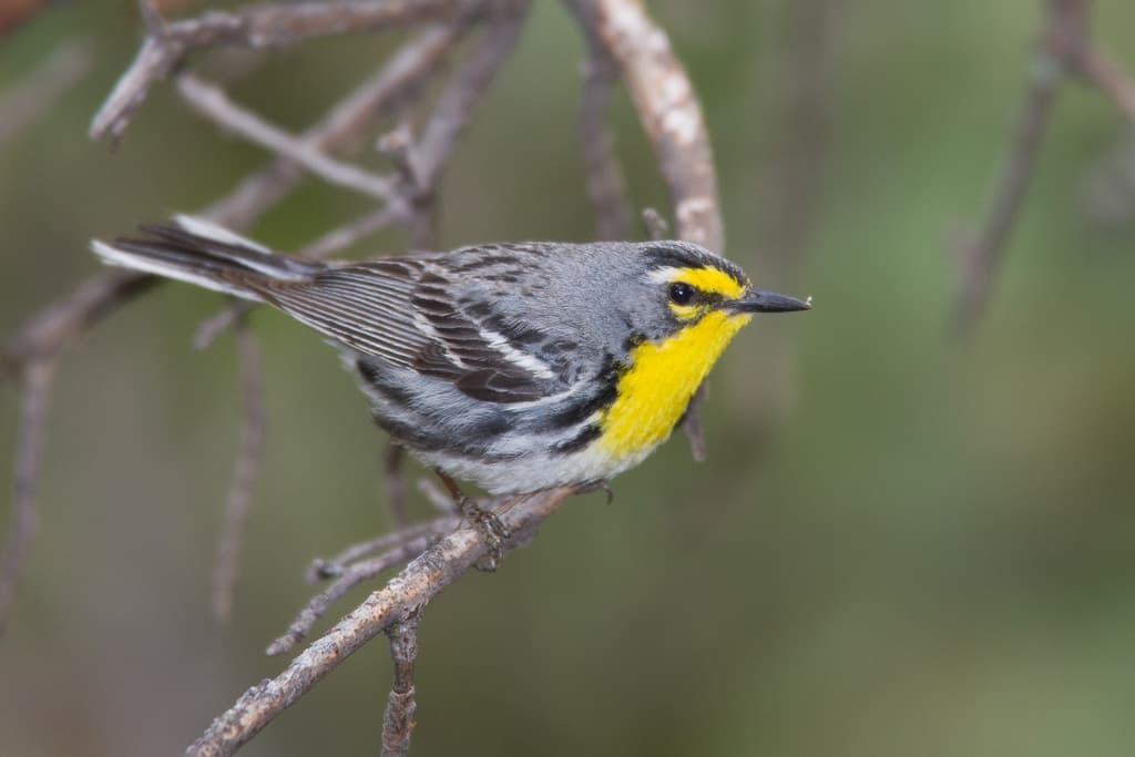 Grace's Warbler