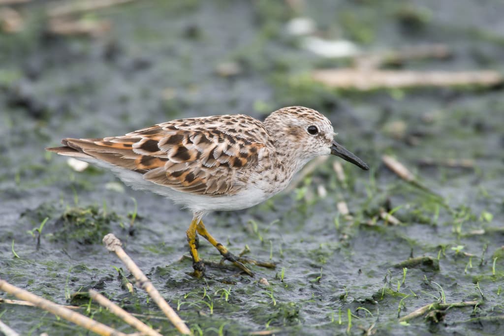 Least Sandpiper