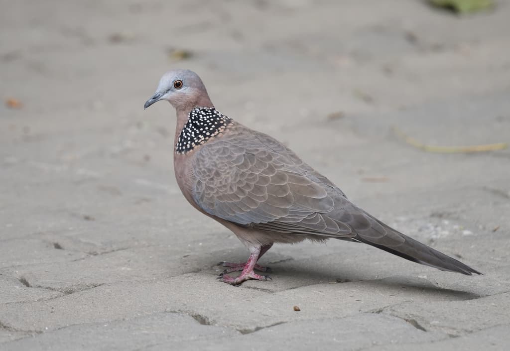 Spotted Dove