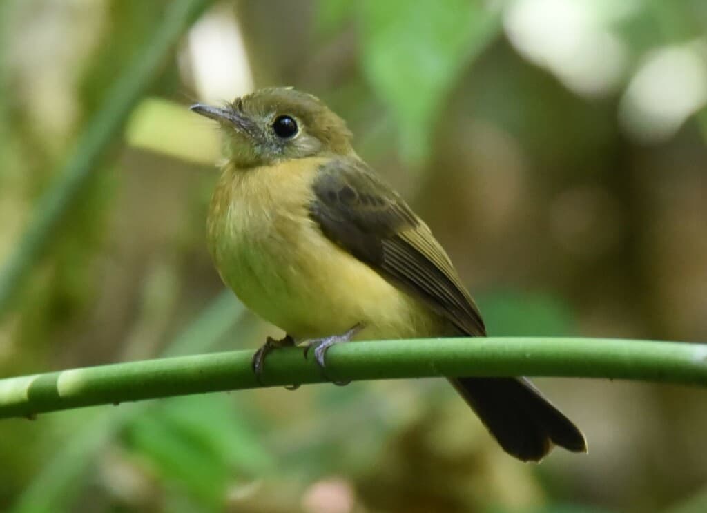 Sulphur-rumped Flycatcher