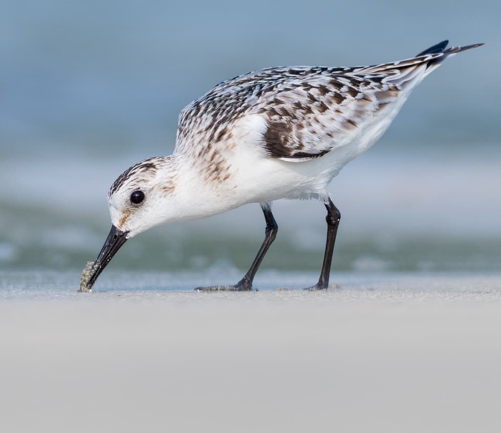 Sanderling