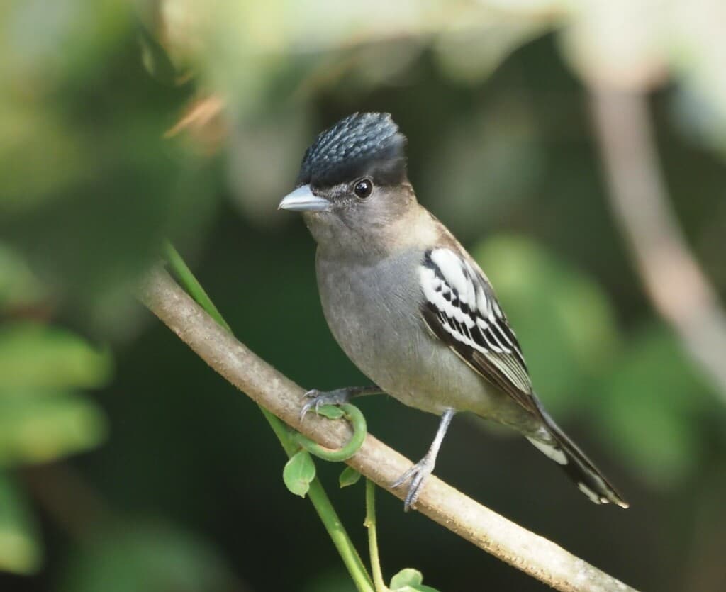 White-winged Becard