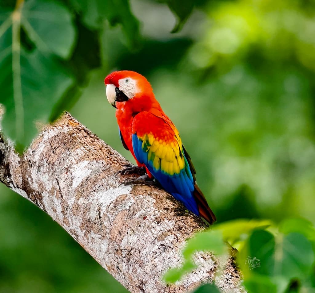 Scarlet Macaw