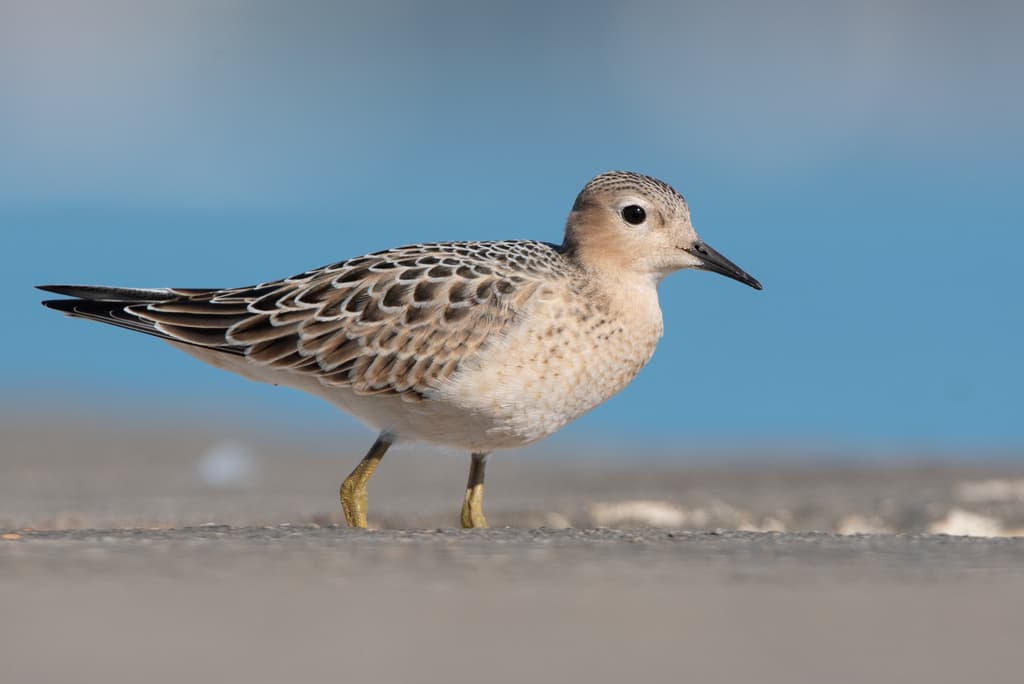Buff-breasted Sandpiper