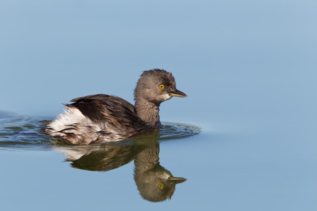 Least Grebe