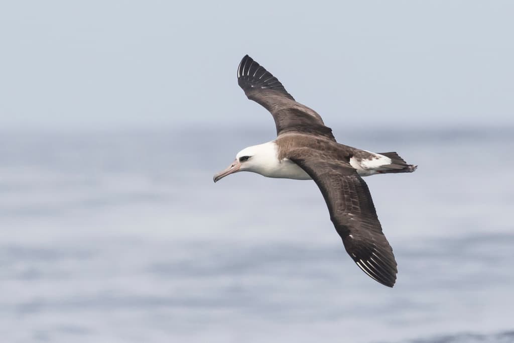 Laysan Albatross