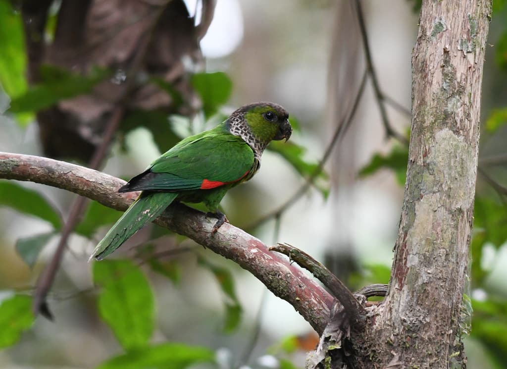Black-capped Parakeet