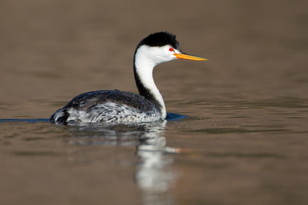 Clark's Grebe