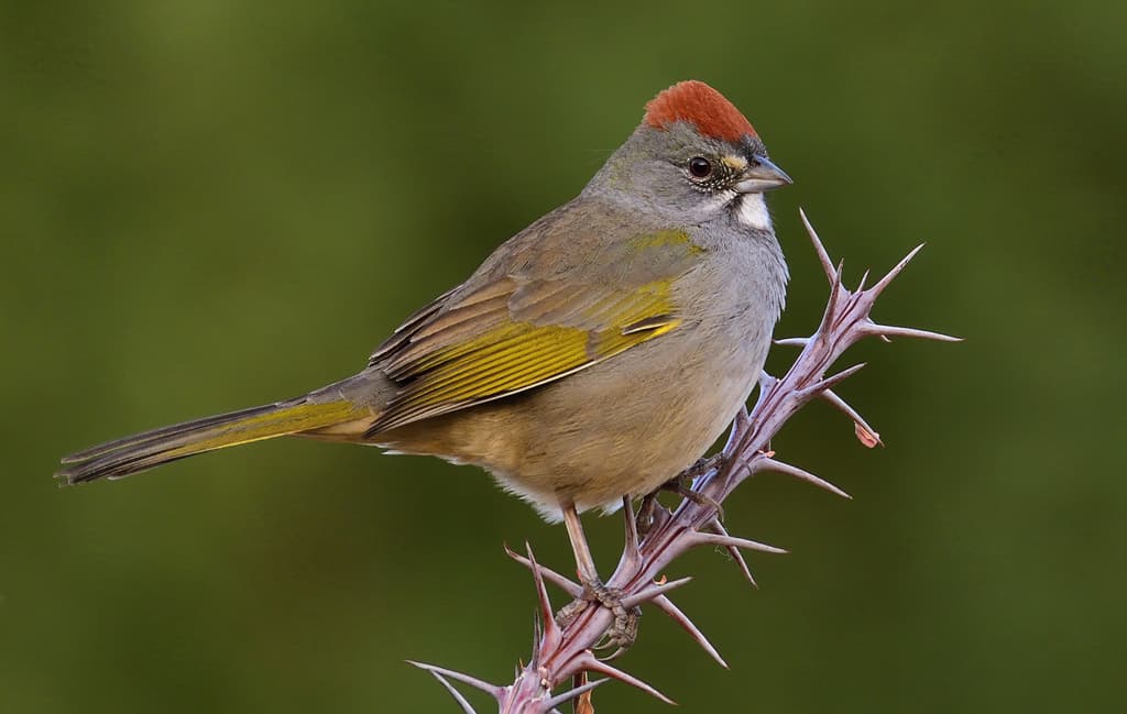 Green-tailed Towhee
