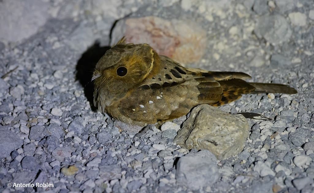Eared Poorwill