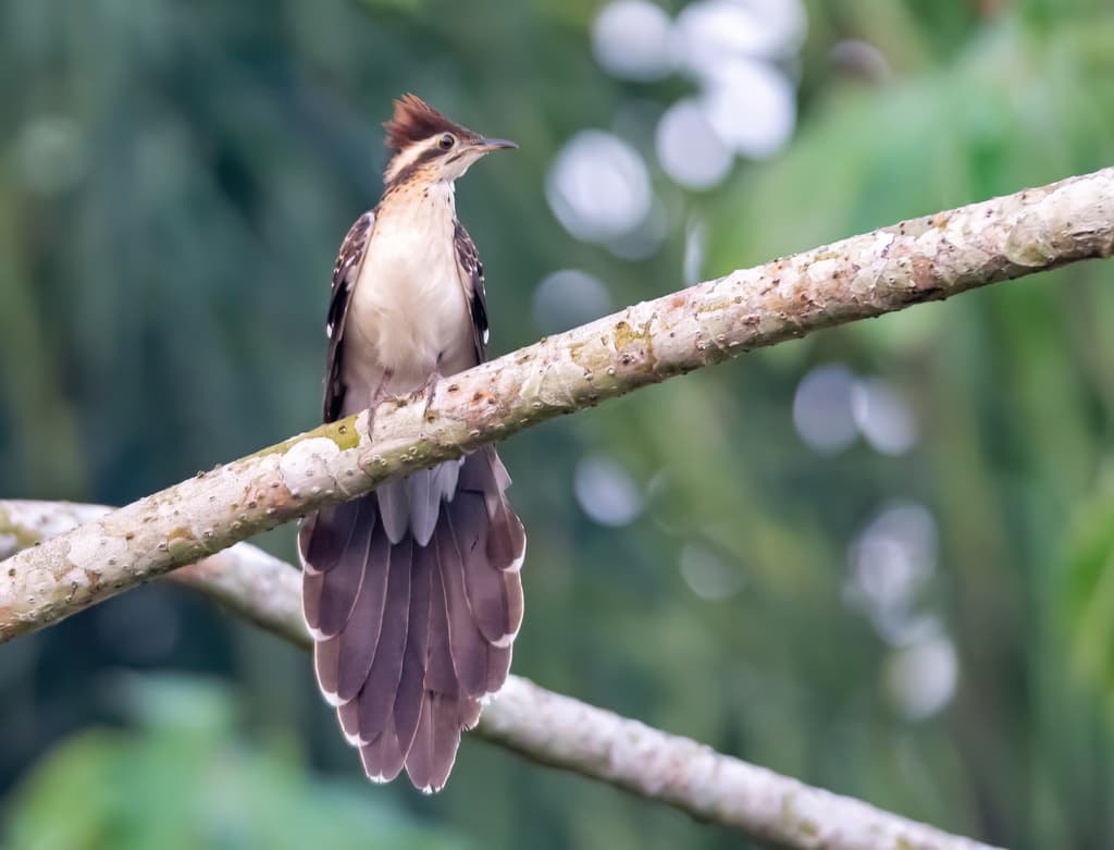 Pheasant Cuckoo
