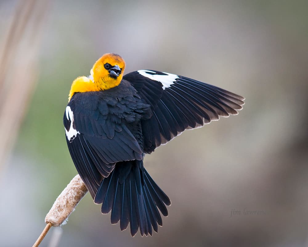 Yellow-headed Blackbird