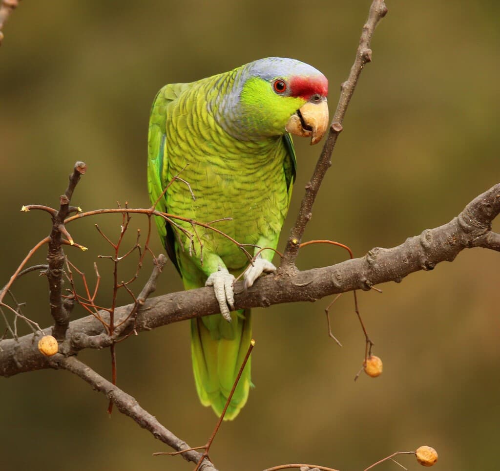 Lilac-crowned Amazon
