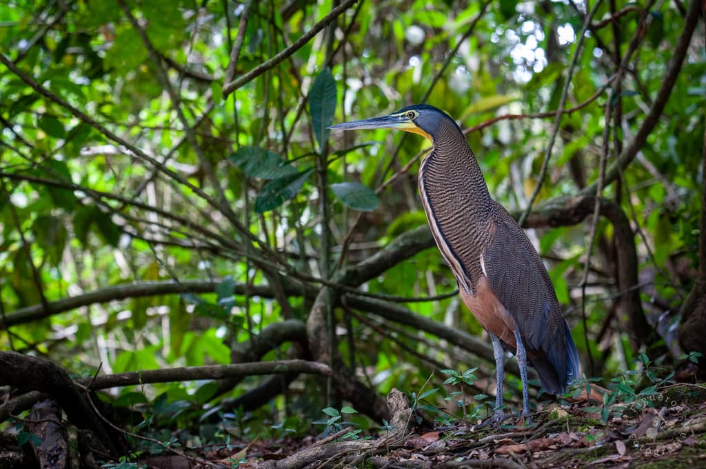 Bare-throated Tiger-Heron