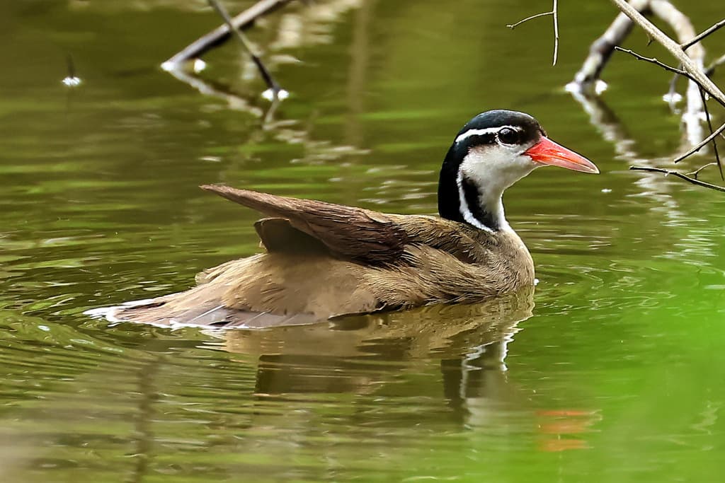 Sungrebe