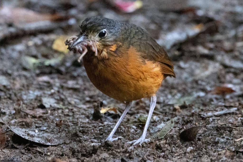 Scaled Antpitta