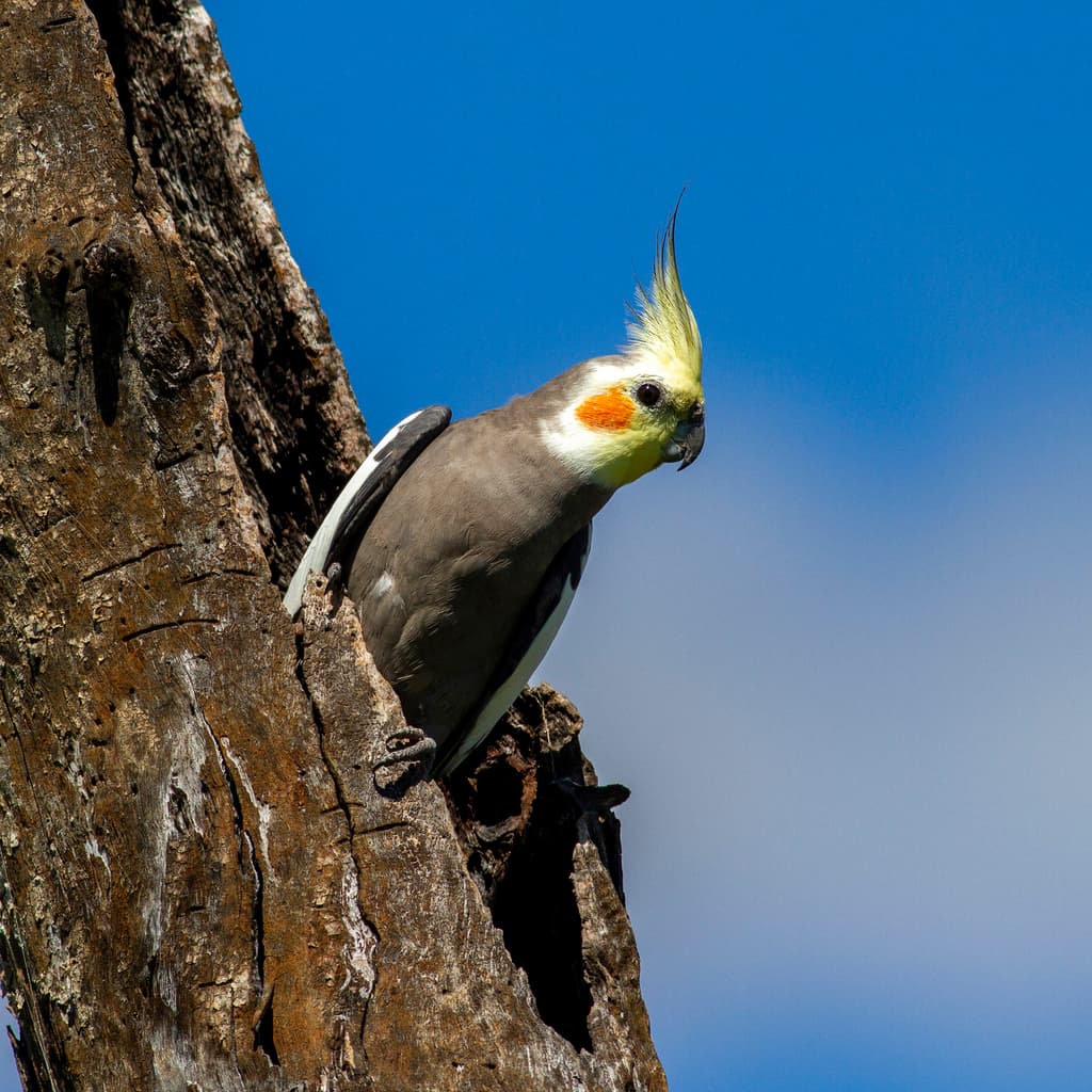 Cockatiel