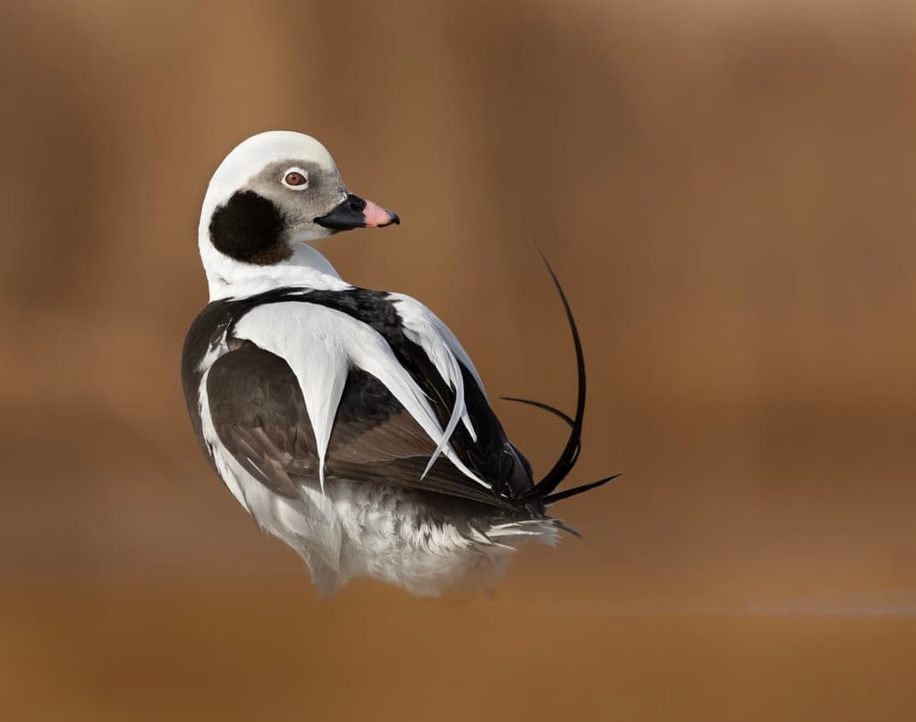 Long-tailed Duck