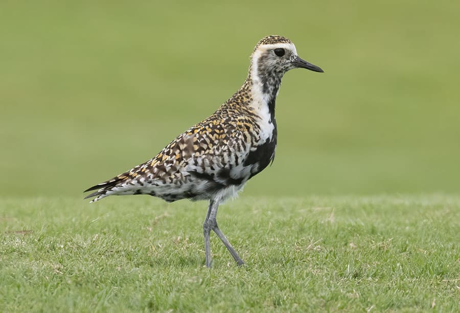 Pacific Golden-Plover