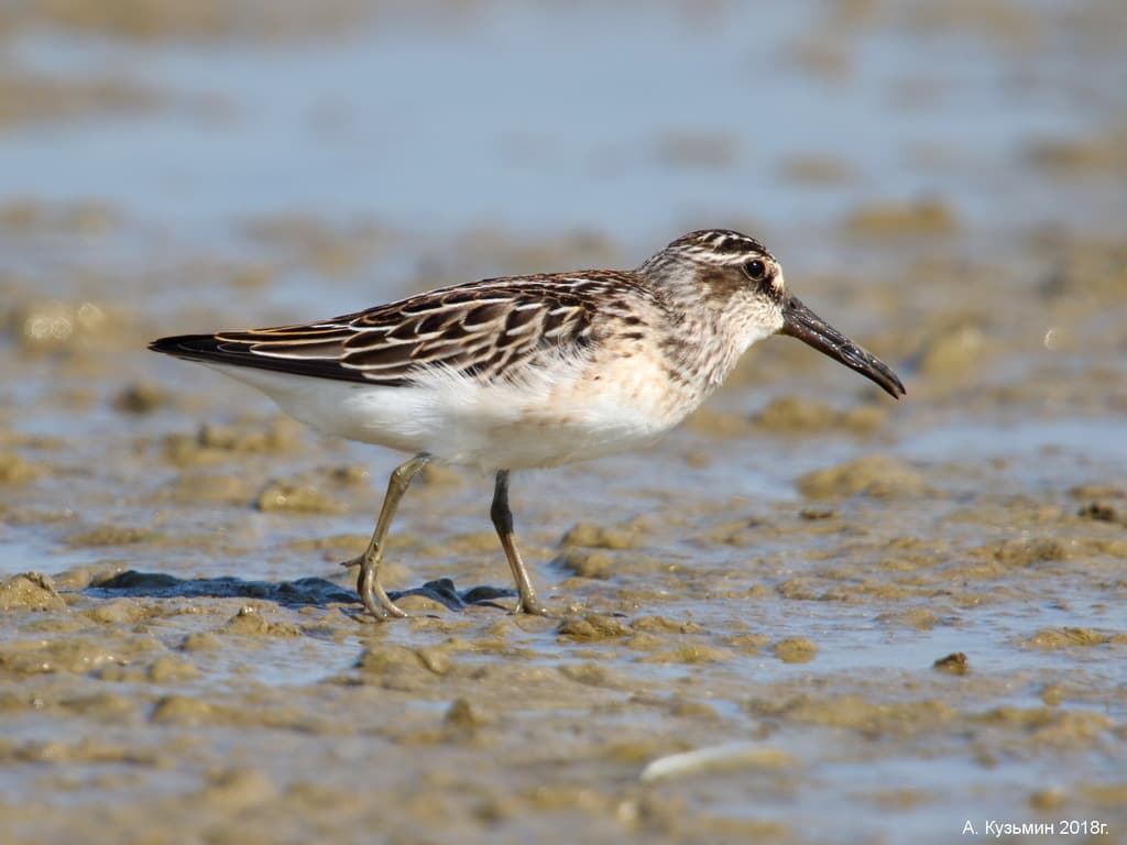 Broad-billed Sandpiper