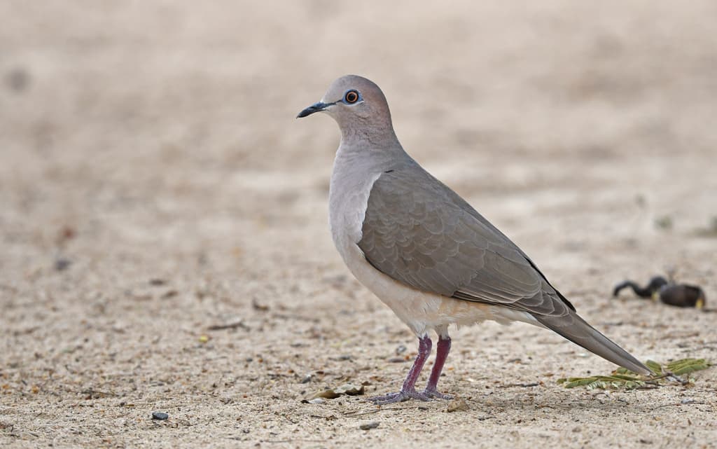 White-tipped Dove